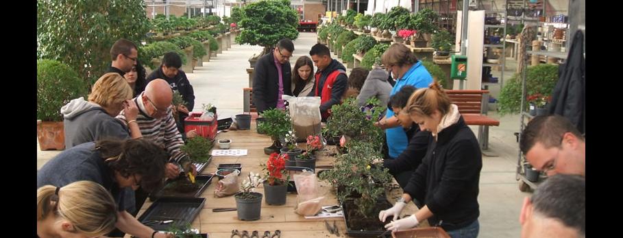 bonsai-tour-bonsai-experience