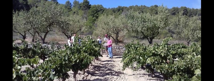 camins-vinyes-sant-josep-vins