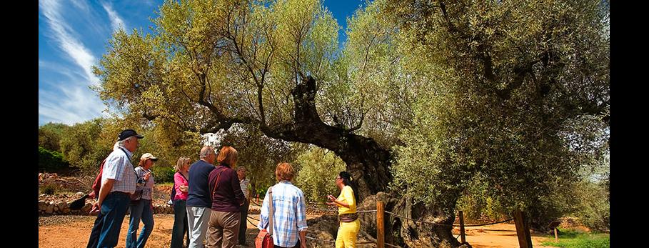 Ruta a les oliveres mil·lenàries