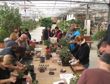 bonsai-tour-bonsai-experience