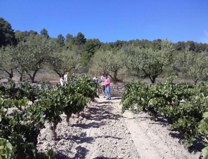 camins-vinyes-sant-josep-vins