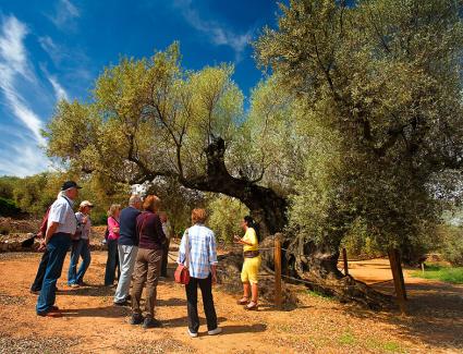 Ruta a les oliveres mil·lenàries